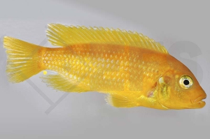 010111_Maylandia-lombardoi_Lombardos-Maulbrueter_01