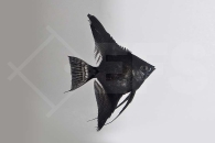 010123_Pterophyllum-scalare_Skalar-schwarz_01