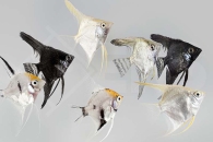 010127_Pterophyllum-scalare_Skalar-Mix_01