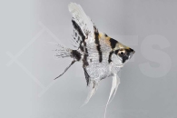010131_Pterophyllum-scalare_Skalar-Koi_01