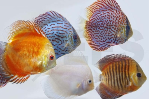 010138_Symphysodon-aequifasciatus_Diskus-MIX_01