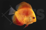 010148_Symphysodon-aequifasciatus_Diskus-Marlboro_01