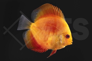 010148_Symphysodon-aequifasciatus_Diskus-Marlboro_01