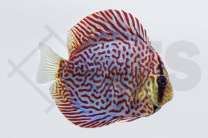 010153_Symphysodon-aequifasciatus_Diskus-Rot-Tuerkis_01