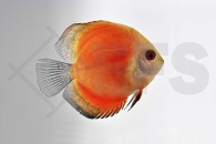 010159_Symphysodon-aequifasciatus_Diskus-red-melon_01