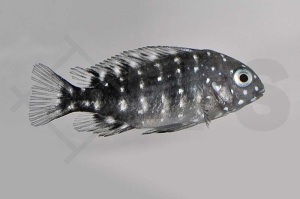 010166_Tropheus-duboisi_Weisspunkt-Brabantbuntbarsch_01