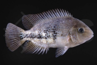 010170_Vieja-bifasciata_Zweiband-Buntbarsch_01