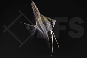 010174_Pterophyllum-altum_Orinoco-Altum-Skalar_01