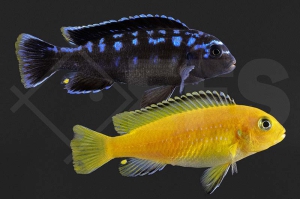 010175_Pseudotropheus-interruptus_Chizumulu-Mbuna_01