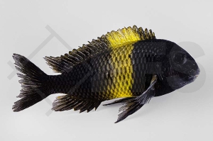 010176_Tropheus-moorii-Ikola_Gelbband-Brabantbuntbarsch_01