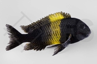 010176_Tropheus-moorii-Ikola_Gelbband-Brabantbuntbarsch_01