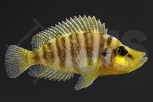 010180_Altolamprologus-calvus_Perlhuhnbarsch_yellow_01