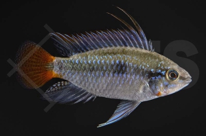 010188_Apistogramma-erythrura_Rio-Mamore-Zwergbunbarsch_01