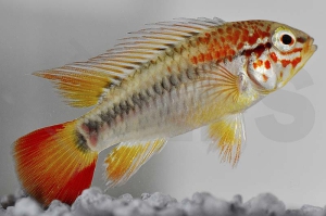 010190_Apistogramma-viejita_Schwarzkehl-Zwergbuntbarsch_01