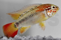 010190_Apistogramma-viejita_Schwarzkehl-Zwergbuntbarsch_01