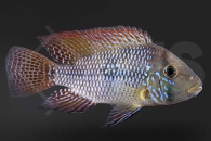 010191_Geophagus-brasiliensis_Perlmutt-Erdfresser_01