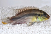 010196_Pelvicachromis-subocellatus_Augenfleck-Prachtbarsch_01