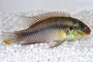 010196_Pelvicachromis-subocellatus_Augenfleck-Prachtbarsch_01