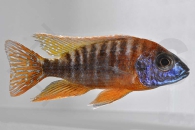 010197_Aulonocara-spec-rubin-red_Rubinroter-Kaiserbuntbarsch_01