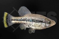 020111_Ameca-splendens_Flitterkaerpfling_01