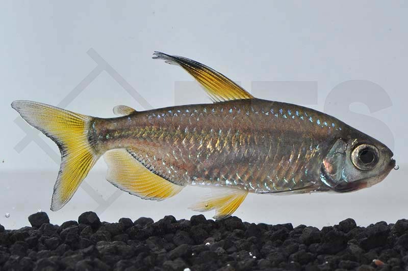 Alestopetersus nigropterus EFS Partner des Zoofachhandels