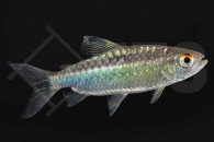 030215_Arnoldichthys-spilopterus_Afrikanischer-Grossschuppensalmler_01