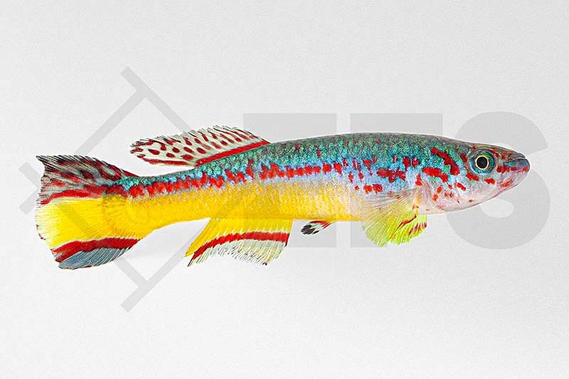 Aphyosemion amieti EFS Partner des Zoofachhandels