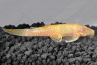 060120_Ancistrus-spec_Antennenwels-gold_01