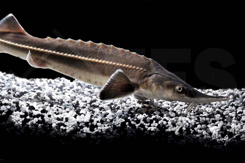 Acipenser ruthenus EFS Partner des Zoofachhandels