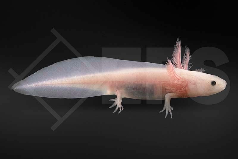 Ambystoma mexicanum EFS Partner des Zoofachhandels