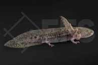 180007_Ambystoma-mexicanum_Axolotl-natur_01