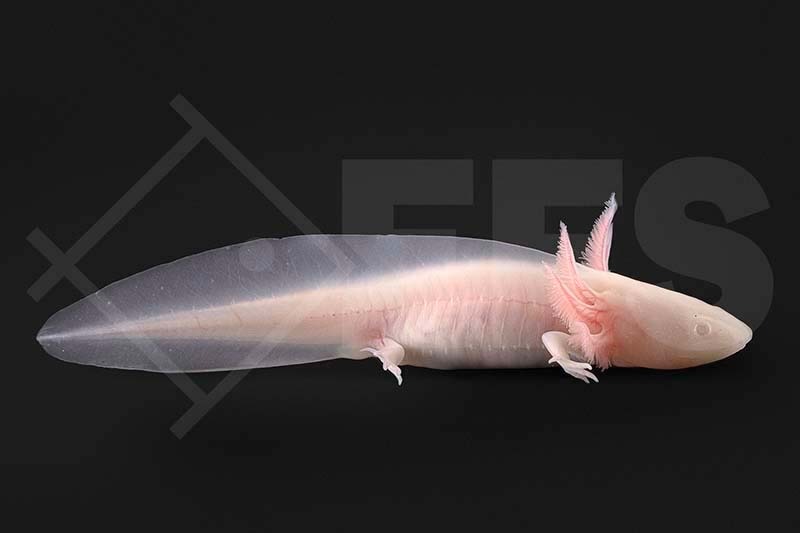 180008_Ambystoma-mexicanum_Axolotl-albino_01