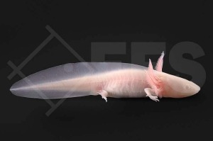 180008_Ambystoma-mexicanum_Axolotl-albino_01