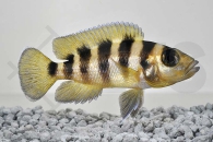 010200_Neolamprologus-sexfasciatus_Sechsstreifen-Lamprologus-tanzania-gold_01