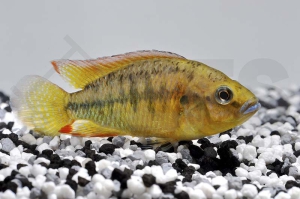 010203_Pseudocrenilabrus-philander-dispersus_Kupfermaulbrueter_01