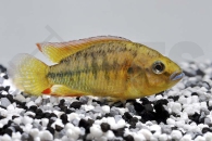 010203_Pseudocrenilabrus-philander-dispersus_Kupfermaulbrueter_01