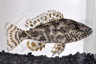 010207_Nimbochromis-polystigma_Vielfleckmaulbrueter_01