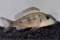 010208_Callochromis-macrops_Suedlicher-Grossaugen-Maulbrueter_01
