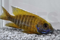 010209_Aulonocara-stuartgranti-maleri_Goldener-Kaiserbuntbarsch_01