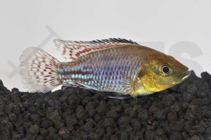 010218_Pseudocrenilabrus-nicholsi_Nichols-Maulbrueter_01