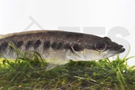 010219_Crenicichla-strigata_Gestreifter-Kammbuntbarsch_01