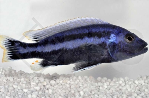 010222_Melanochromis-chipokae_Chipoka-Maulbrueter_01