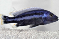 010222_Melanochromis-chipokae_Chipoka-Maulbrueter_01