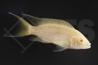 010225_Neolamprologus-brichardi_Feenbarsch-albino_01