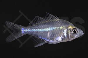010242_Parambassis-siamensis_Siam-Glasbarsch_01