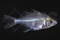 010242_Parambassis-siamensis_Siam-Glasbarsch_01