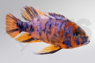 010255_Aulonocara-spec-calico_Calico-Kaiserbuntbarsch_01