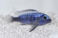 010257_Pseudotropheus-ice-blue_Eisblaue-Zebra-Cichlide_01