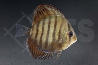 010258_Symphysodon-aequifasciatus_Diskus-braun_01