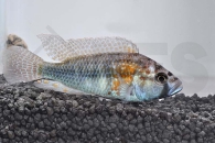 010265_Astatotilapia-burtoni_Burtons-Maulbrueter_01